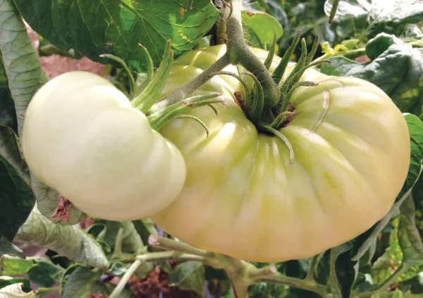 美容皮膚科|CHARIS BEAUTY CLINIC - カリスビューティクリニック 大阪